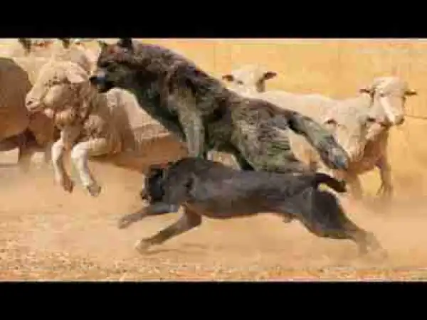 Video: Top 10 Herding Dog Breeds